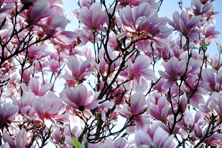 Flower bloom Free illustrations