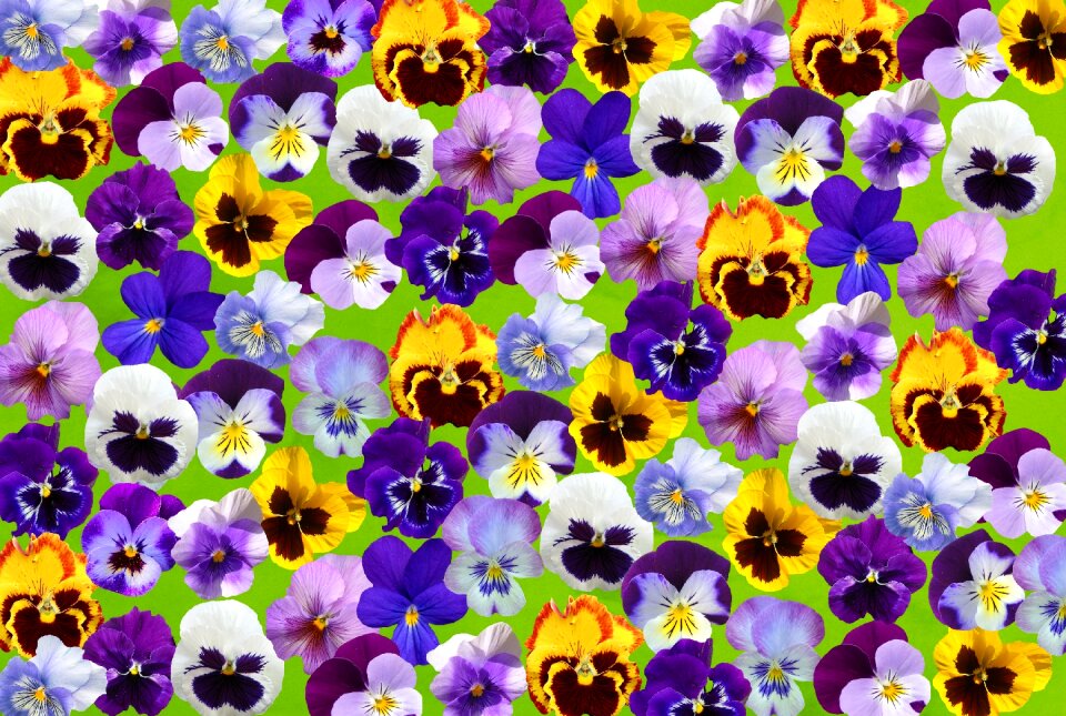 Flower violaceae spring flower
