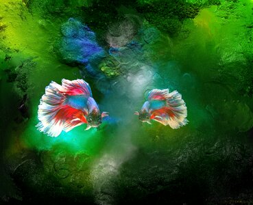 Sea colorful Free illustrations