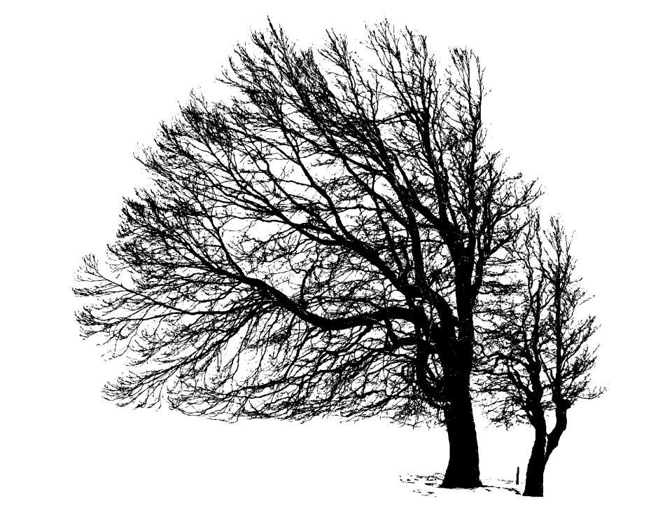 Nature branch tree silhouette