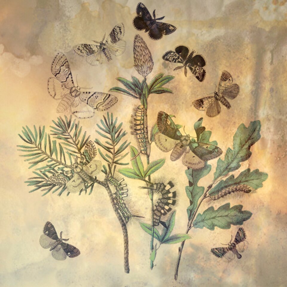 Nature insect pattern