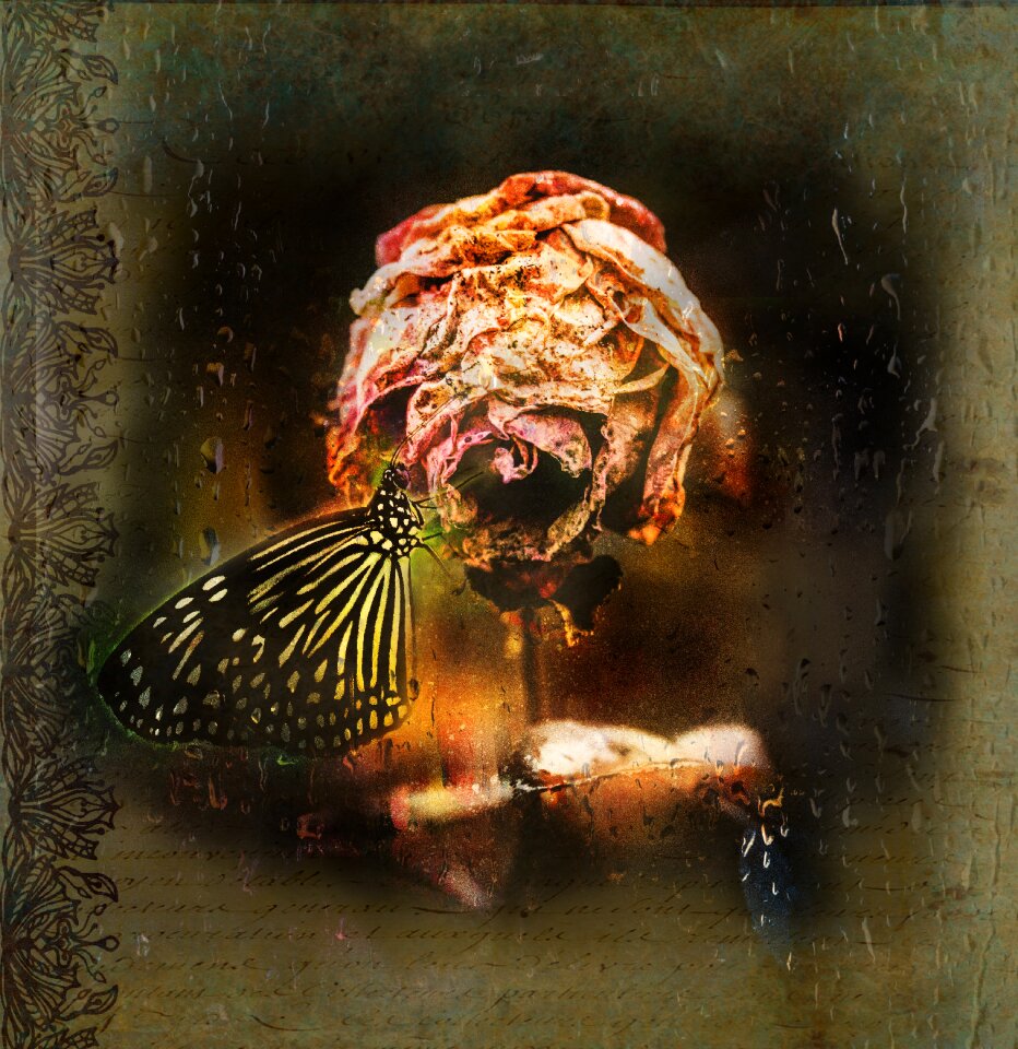 Withered beauty moth
