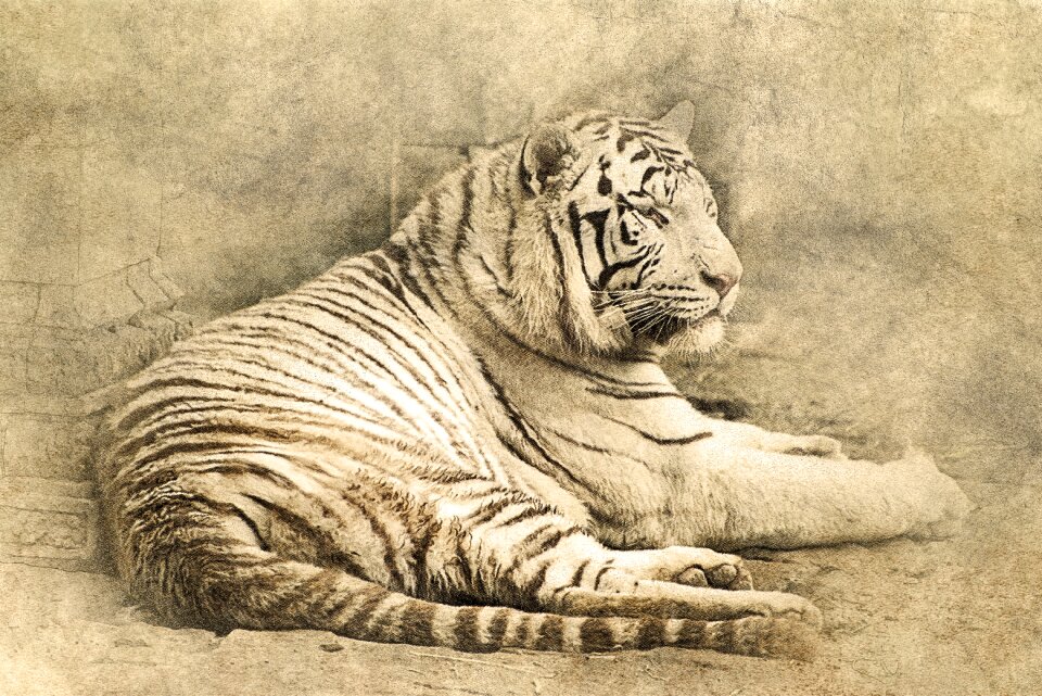 Vintage animal nature