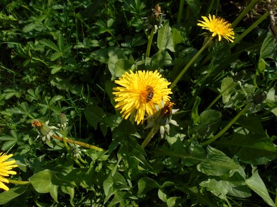 Grass bee animal