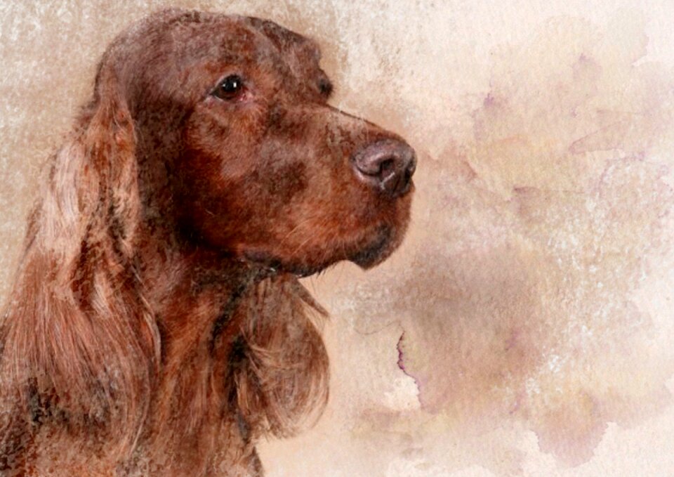 Watercolour brown watercolor Free illustrations