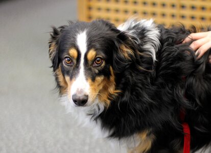 Purebred dog sitting animal