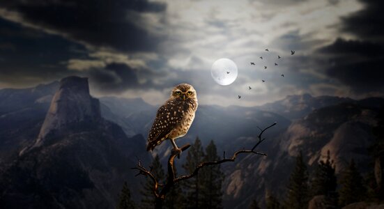 Owl in night sky bird