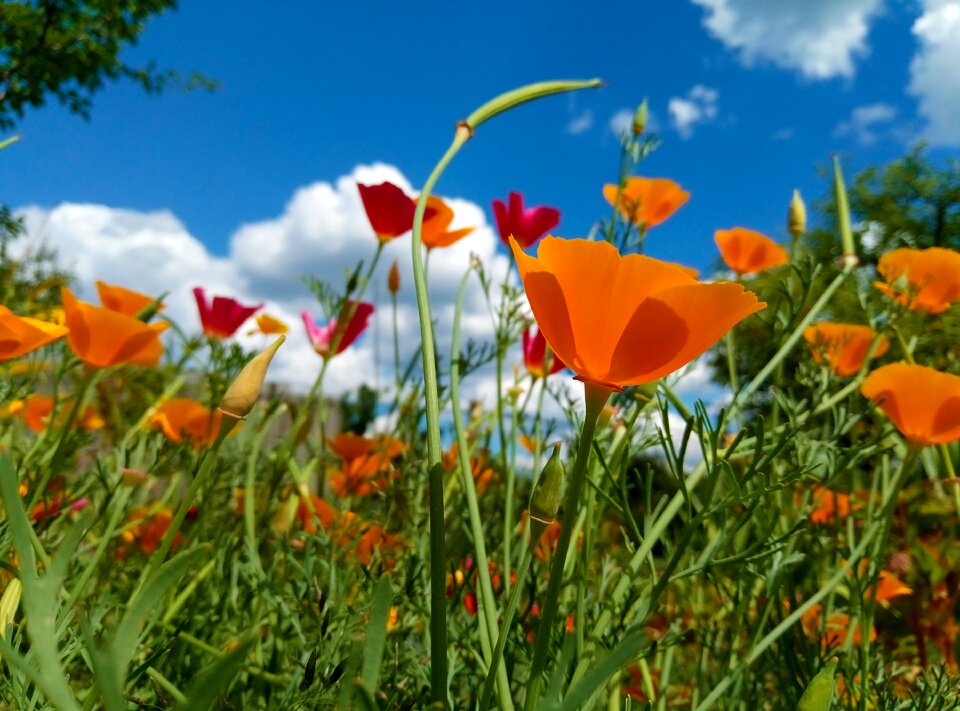 Meadow bright closeup