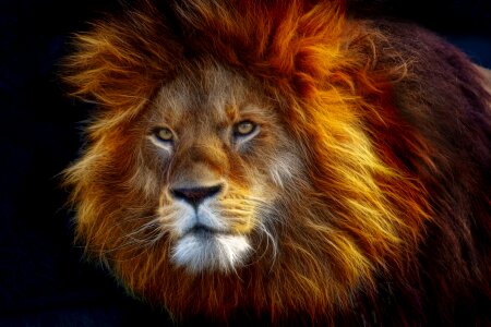 Animal world lion mane