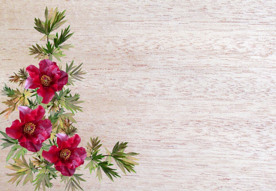 Peony decoration Free illustrations