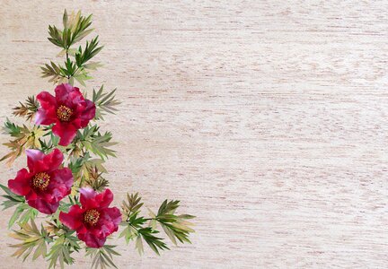 Peony decoration Free illustrations
