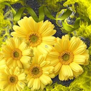 Garden spring flowery