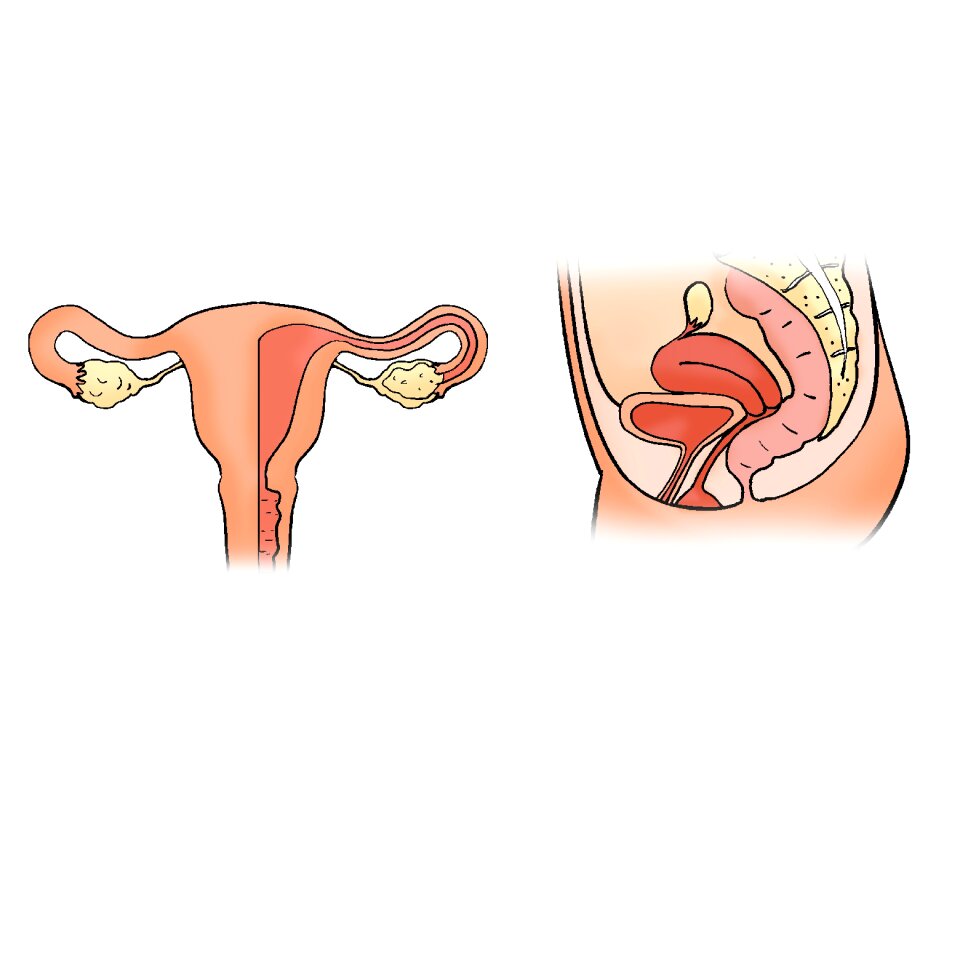 Uterus shape the uterus model Free illustrations