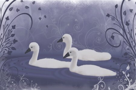 Pond birds water
