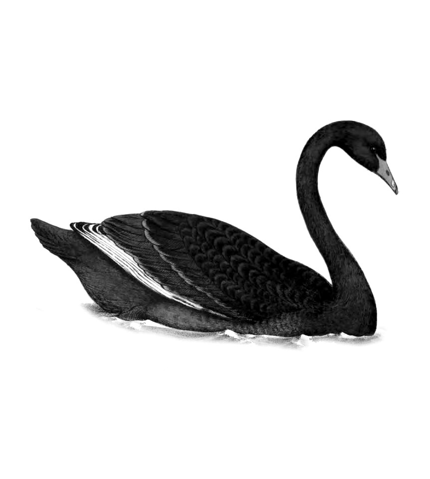 Black nature Free illustrations