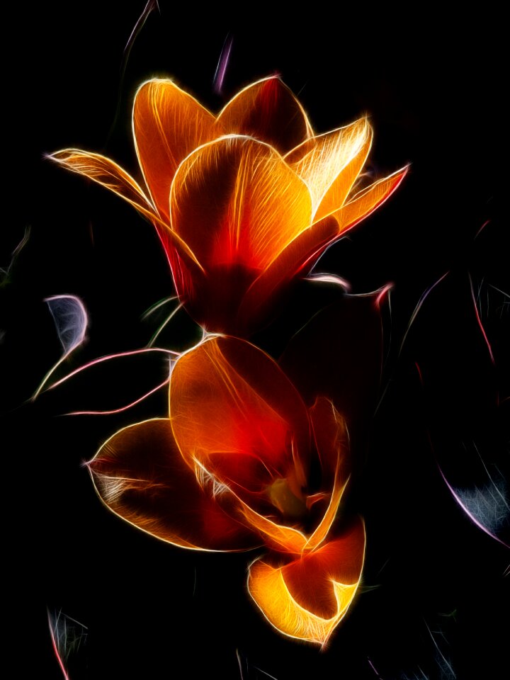 Stresa flower yellow
