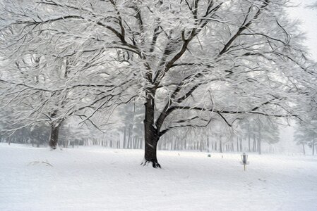 Frost tree disc