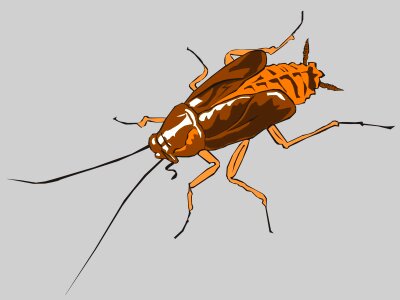 Termite termites cockroaches antennas