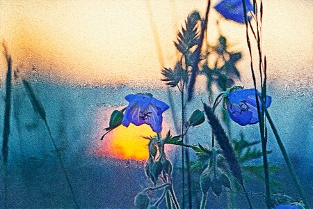 Flowers nature Free illustrations