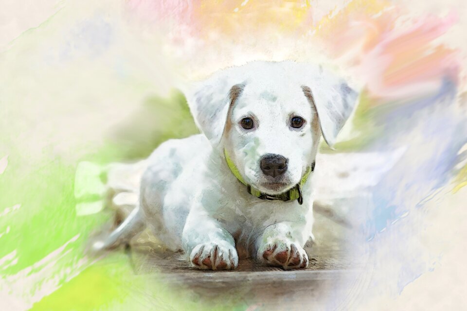 Charming animals dog house