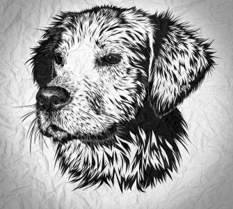 Illustration dog animal