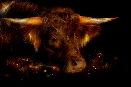 Animal horns ruminant