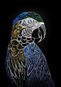 Ara cockatoo bird