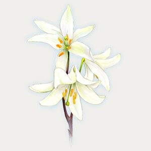 Graphics flower plant