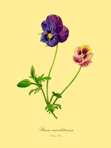 Botanical flora nature