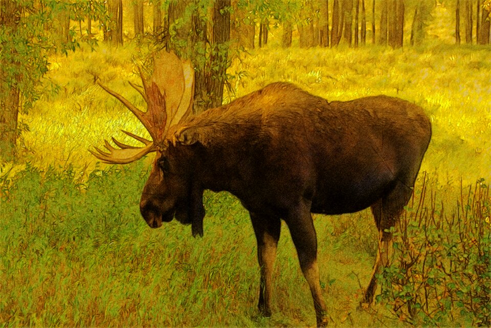 Animal mammal antler