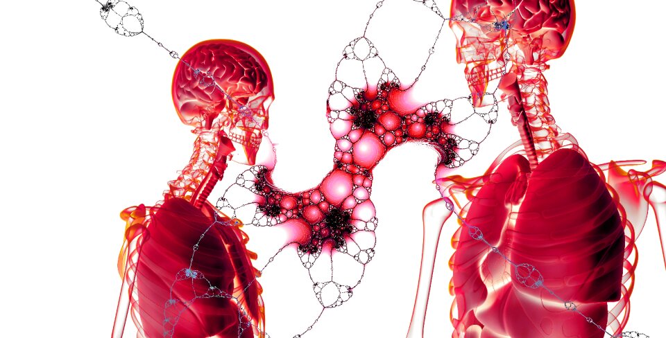 Anatomy human heart
