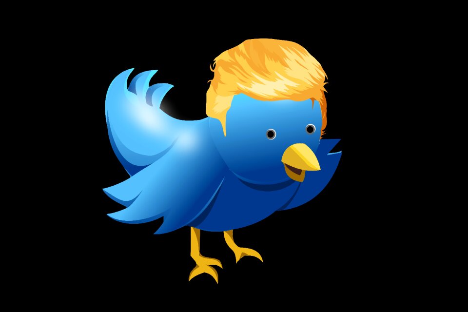 Bird tweet cartoons