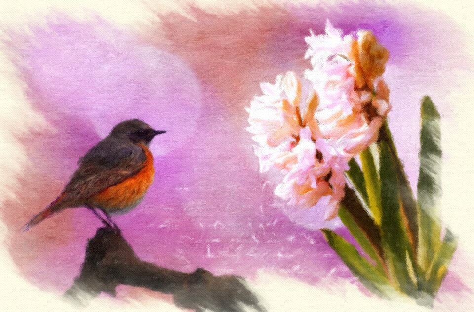 Bloom plant common redstart