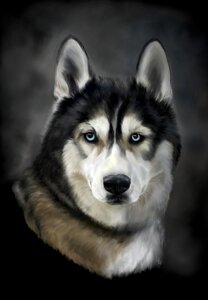 Animal pet husky dog