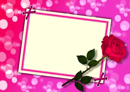Red rose bokeh background