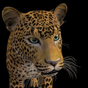 Africa nature Free illustrations