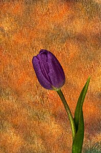 Spring nature blossom