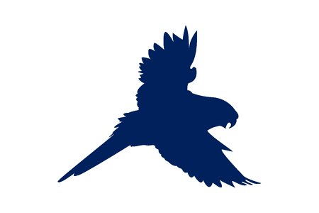 Silhouette wing nature