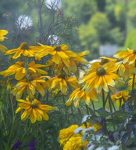 Rudbeckia hirta flowers yellow