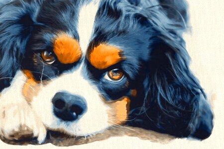 Animals pet puppy