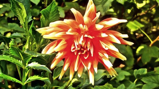 Flora nature flower garden