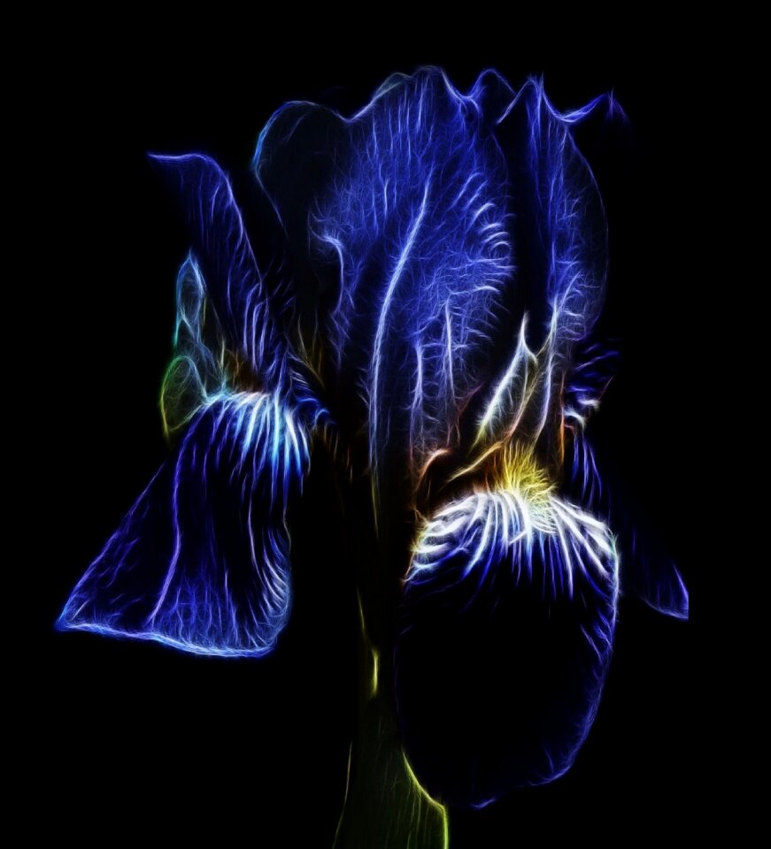 High beard iris blue blossom close up