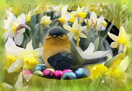 Narcissus great tit illustration