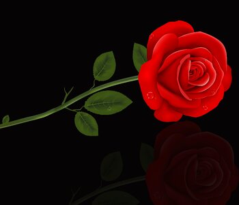 Love petal red rose