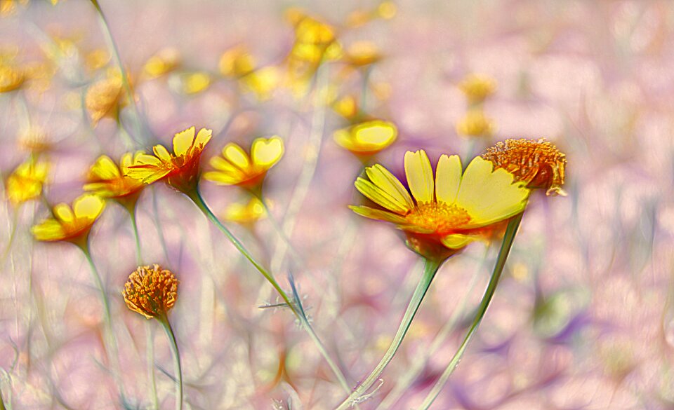 Flowers summer flowering