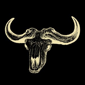 Bull buffalo texas