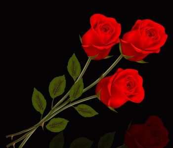 Petal roses red roses