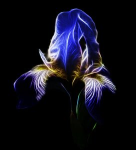 Blue blossom nature flower