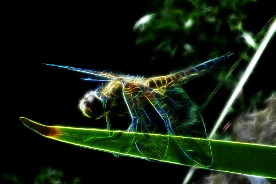 Dragonflies close up insect