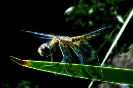 Dragonflies close up insect
